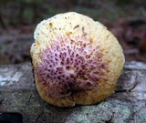 Gymnopilus peliolepis image