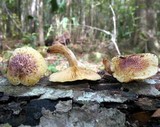 Gymnopilus peliolepis image