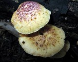 Gymnopilus peliolepis image