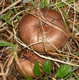 Chroogomphus ochraceus image