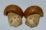 Hemistropharia albocrenulata image