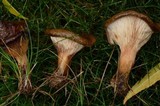 Paxillus involutus image