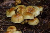 Hypholoma capnoides image