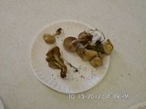 Pholiota angustipes image
