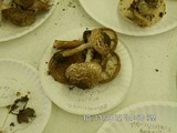 Echinoderma asperum image