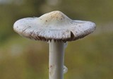 Inocybe fibrosa image