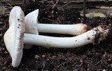 Inocybe fibrosa image