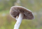 Inocybe fibrosa image