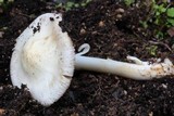 Inocybe fibrosa image
