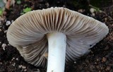 Inocybe fibrosa image