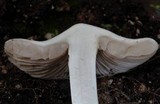Inocybe fibrosa image