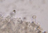 Inocybe fibrosa image