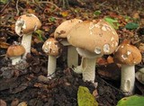 Limacella guttata image
