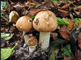 Limacella guttata image