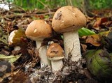 Limacella guttata image