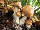 Limacella guttata image