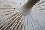 Hymenopellis megalospora image
