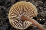 Rhodocybe melleopallens image