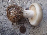 Clitocybe robusta image
