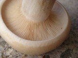 Clitocybe robusta image
