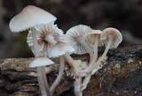 Mycena maculata image