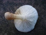 Hypsizygus marmoreus image