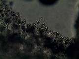 Lepiota besseyi image