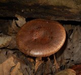 Lactarius mutabilis image