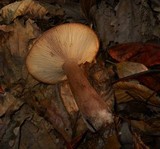 Lactarius mutabilis image