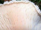 Lactarius pubescens var. betulae image