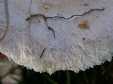 Lactarius pubescens var. betulae image
