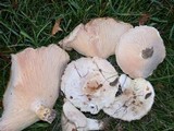 Lactarius pubescens var. betulae image