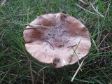 Tricholoma fracticum image