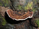 Coriolopsis caperata image