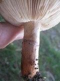Tricholoma fracticum image