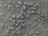 Ochrolechia szatalaensis image