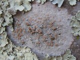 Lecanora rubicunda image