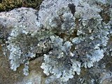 Image of Lichenostigma cosmopolites