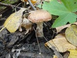 Armillaria gallica image