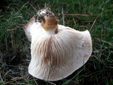 Tricholoma fracticum image