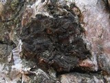 Collema auriforme image