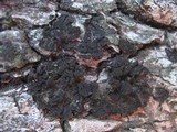 Collema auriforme image