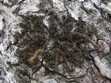 Collema auriforme image