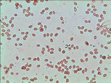 Gymnopilus luteofolius image