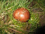 Tricholoma fracticum image