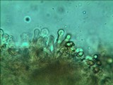 Gymnopilus luteofolius image