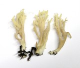 Clavulina coralloides image
