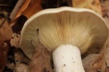 Clitocybe robusta image