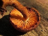 Flammulaster erinaceellus image