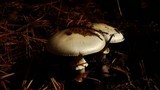 Amanita citrina var. lavendula image